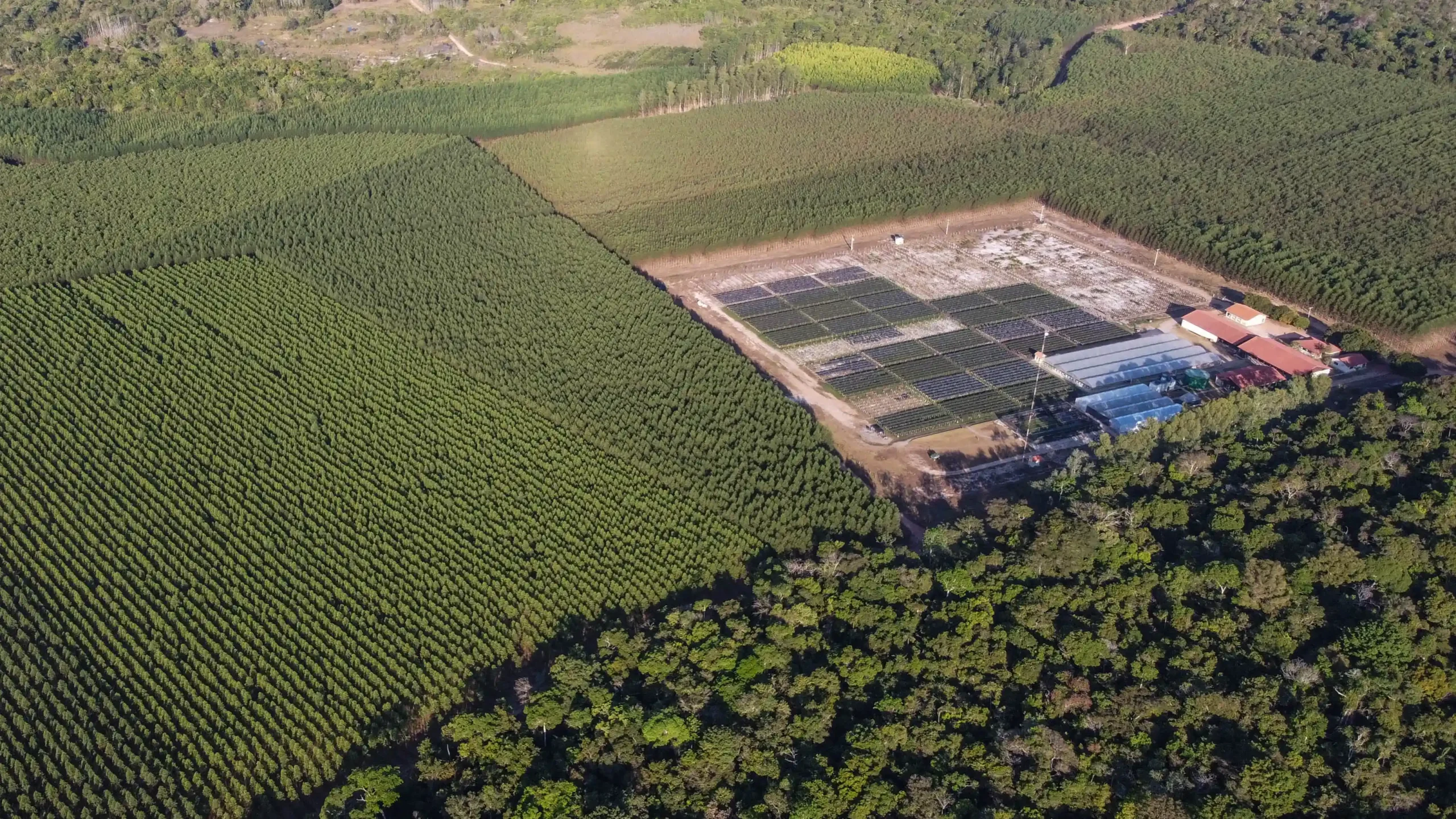 Eletrogoes Florestal Floresta