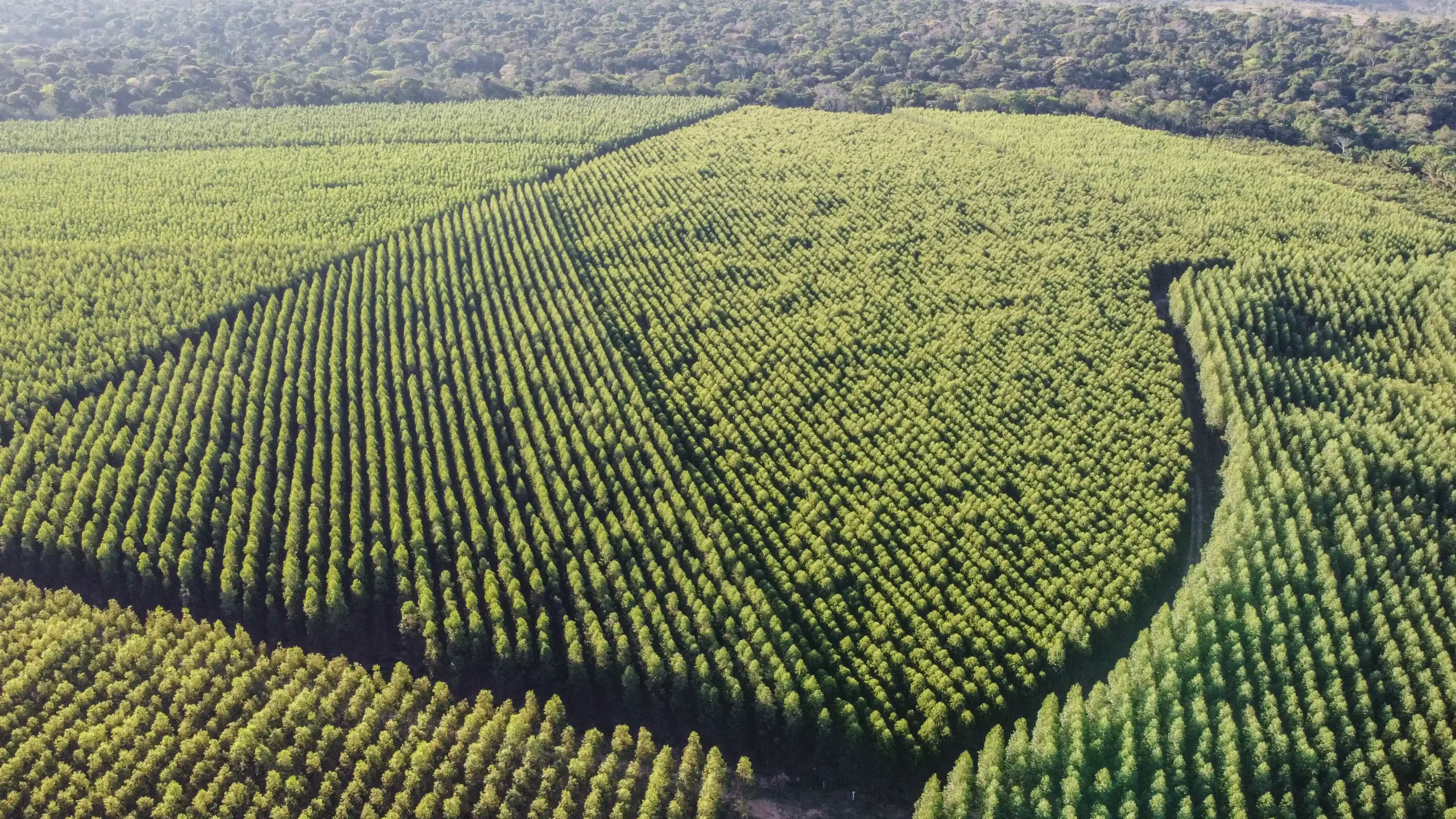 Eucaliptos Eletrogoes Florestal