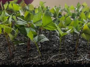 Mudas de Eucaliptos Eletrogoes Florestal