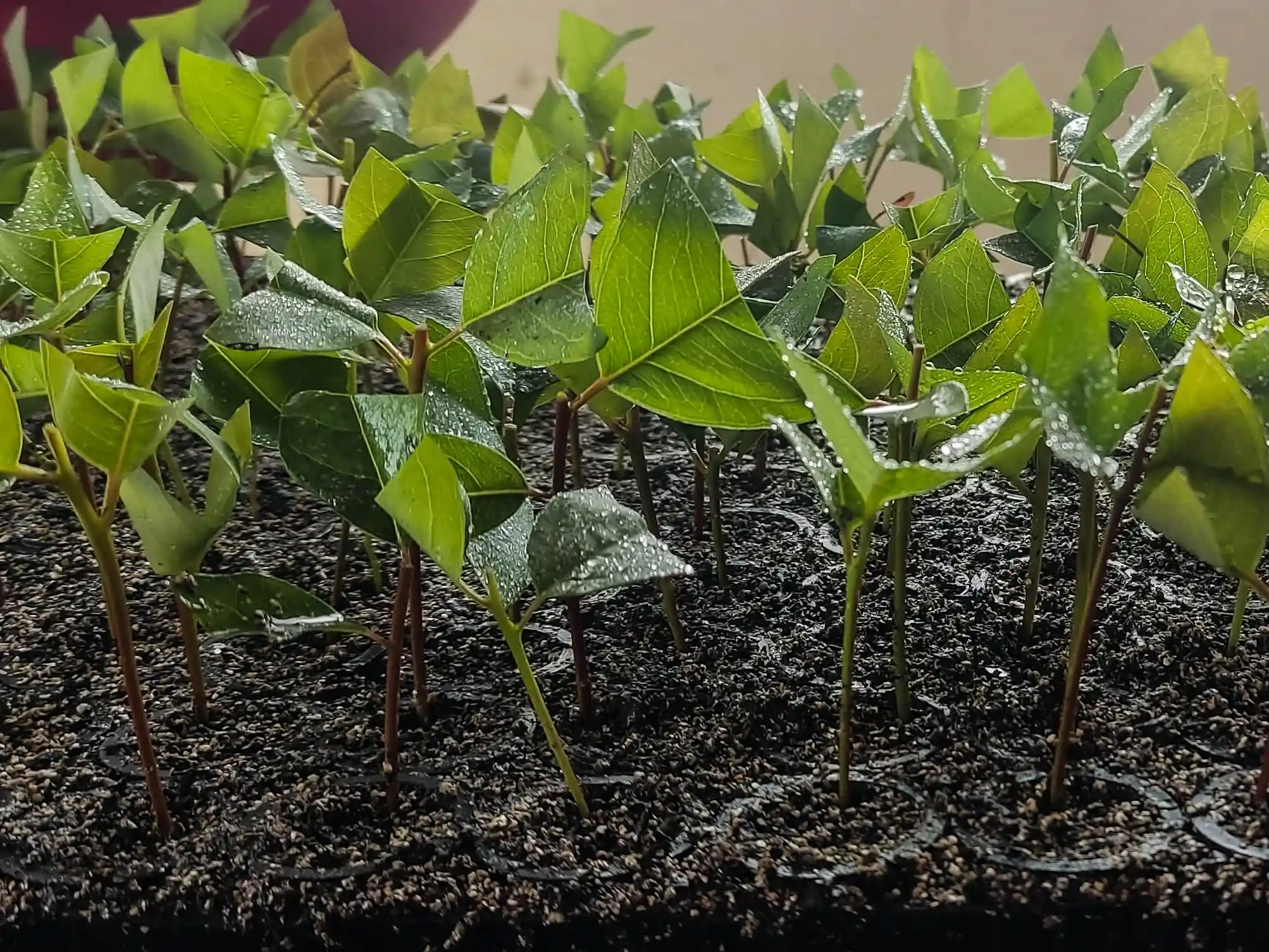 Mudas de Eucaliptos Eletrogoes Florestal