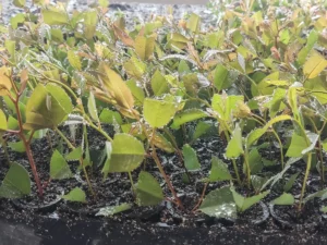 Mudas de Eucaliptos Eletrogoes Florestal