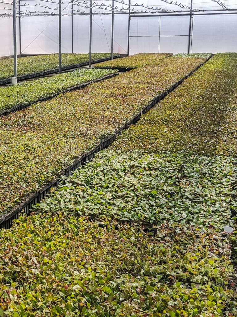 Mudas em grande quantidade Eletrogoes Florestal Eletrogoes Florestal