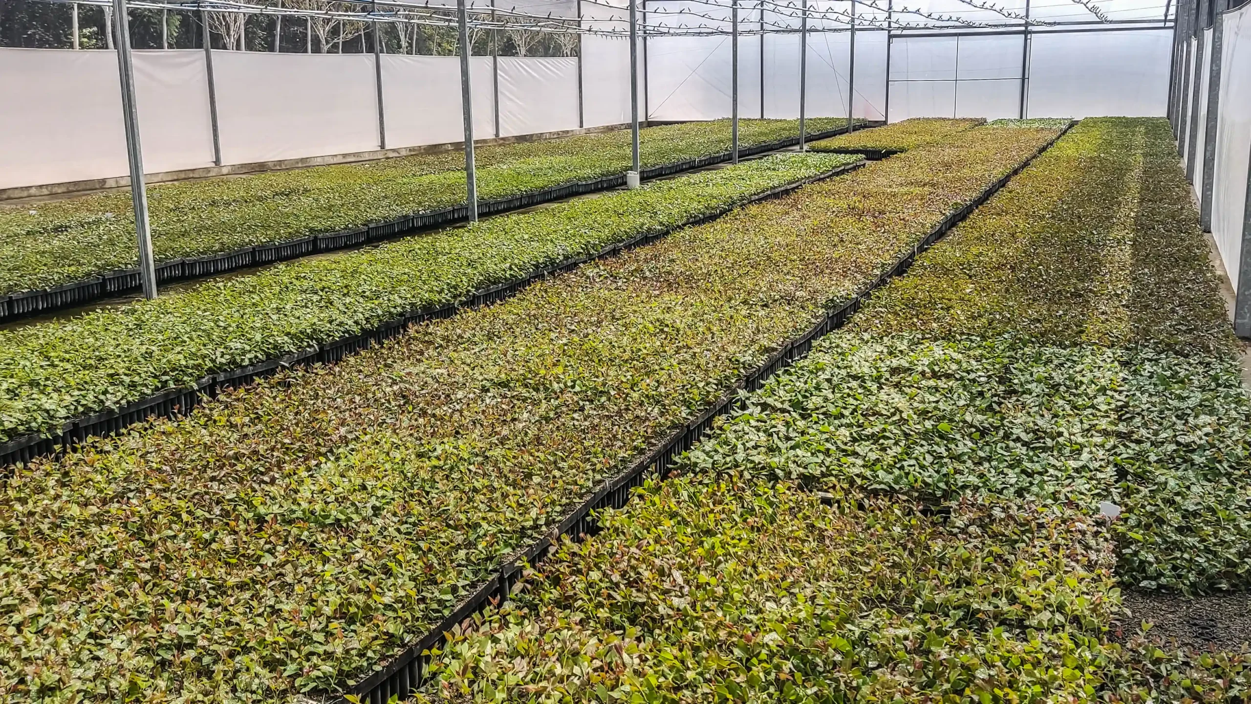 Mudas de Eucaliptos Eletrogoes Florestal