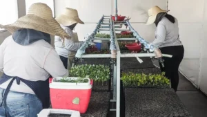 Mudas de Eucaliptos Eletrogoes Florestal